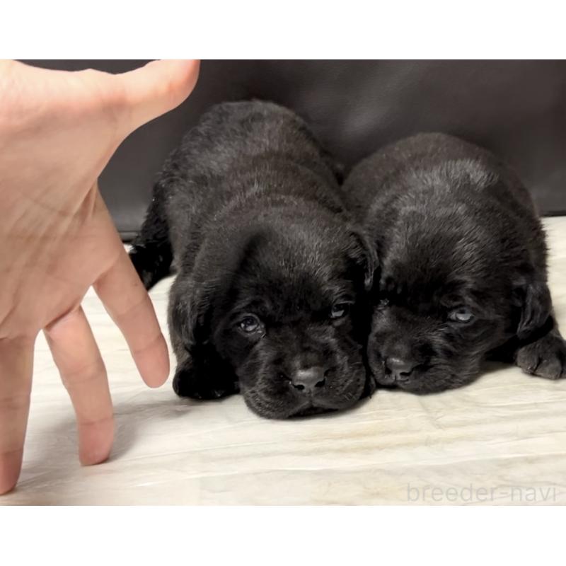 販売中の奈良県のラブラドールレトリーバー-440437の5枚目