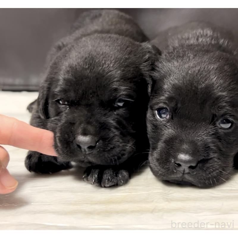 販売中の奈良県のラブラドールレトリーバー-440437の3枚目