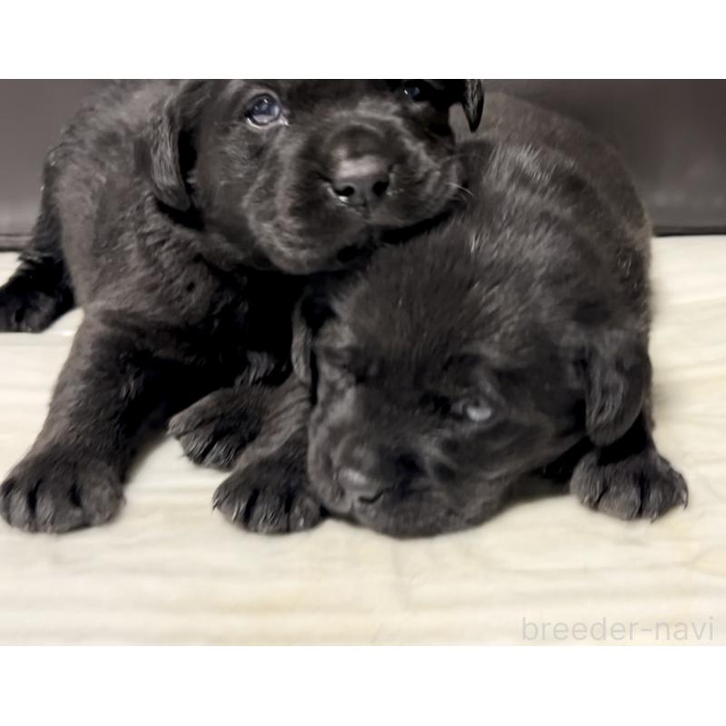 販売中の奈良県のラブラドールレトリーバー-440437の4枚目