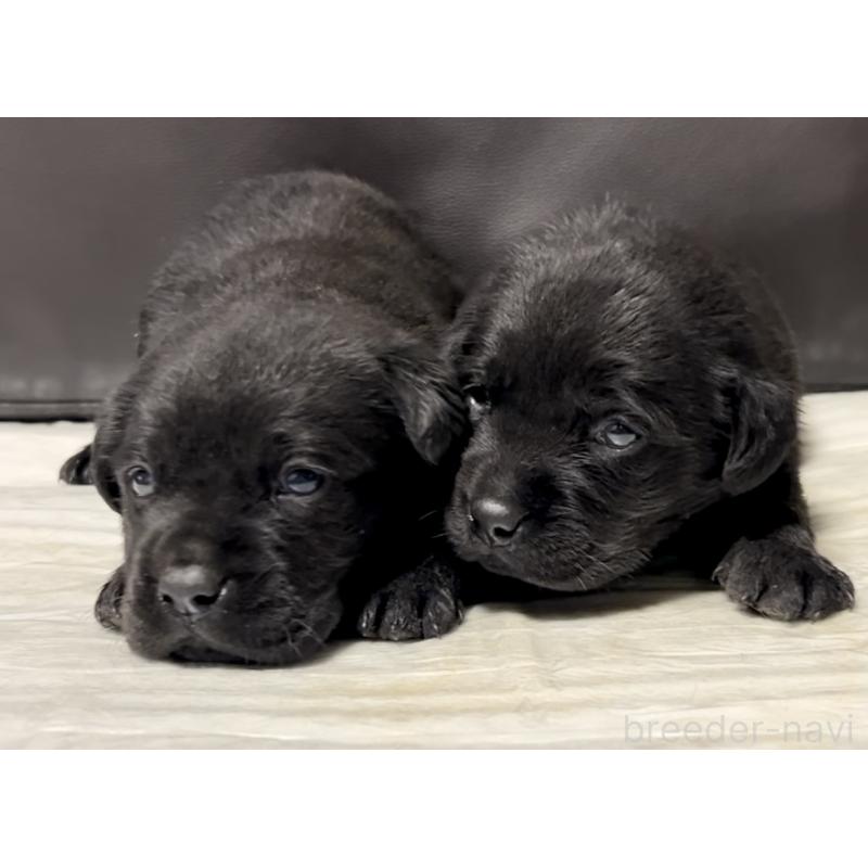 販売中の奈良県のラブラドールレトリーバー-440437の2枚目