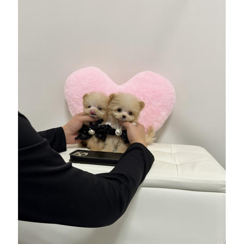 販売中の埼玉県のポメプー:ポメラニアン×トイプードル-440438の4枚目