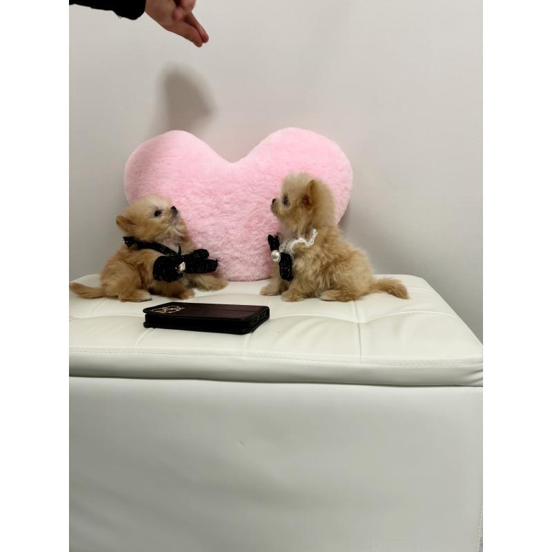 販売中の埼玉県のポメプー:ポメラニアン×トイプードル-440438の3枚目