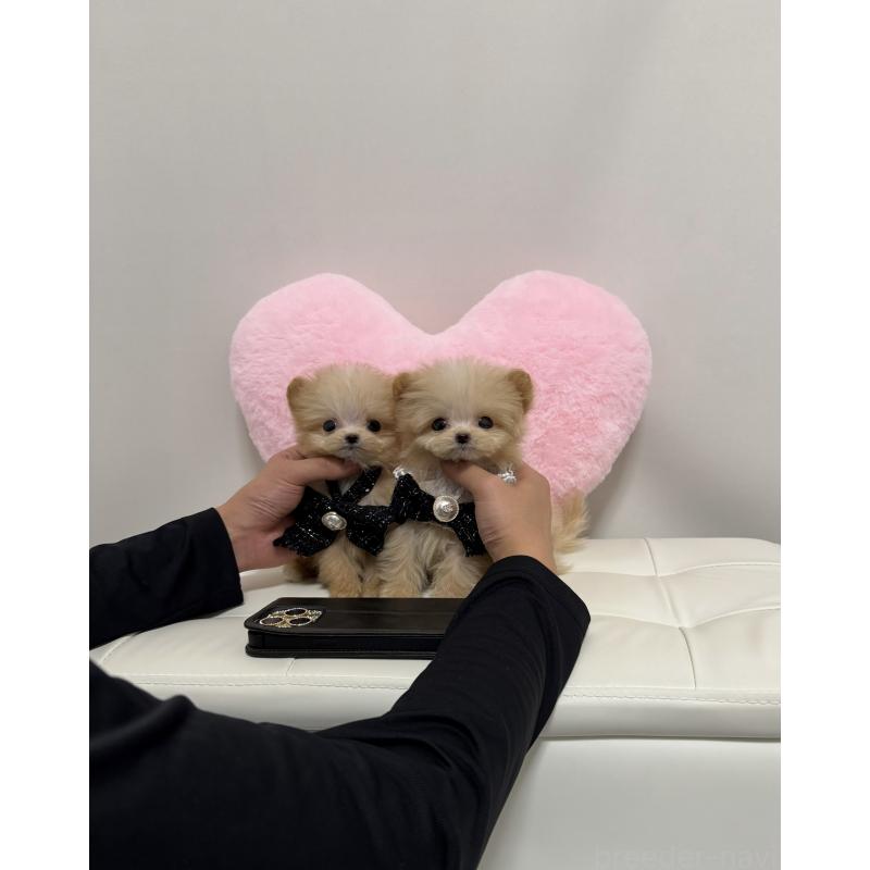 販売中の埼玉県のポメプー:ポメラニアン×トイプードル-440439の5枚目