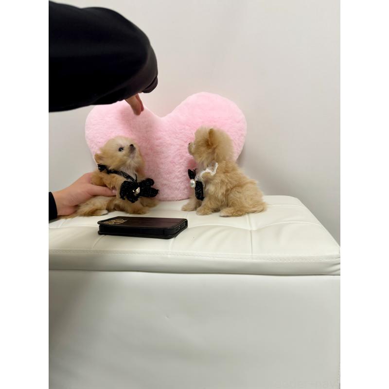 販売中の埼玉県のポメプー:ポメラニアン×トイプードル-440439の2枚目