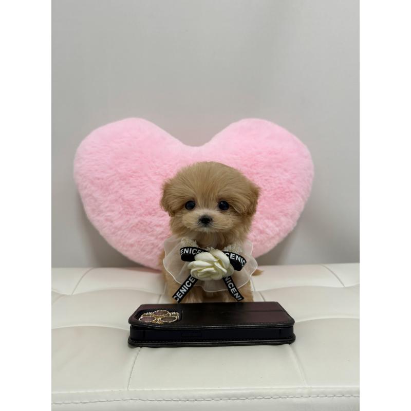 販売中の埼玉県のマルプー:マルチーズ×トイプードル-440440の3枚目