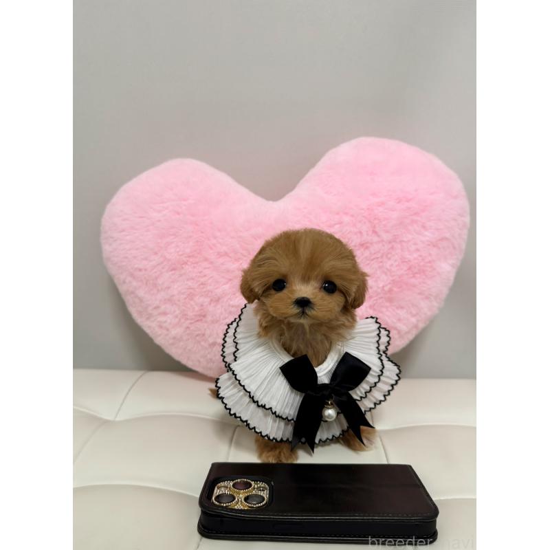 販売中の埼玉県のマルプー:マルチーズ×トイプードル-440441の3枚目