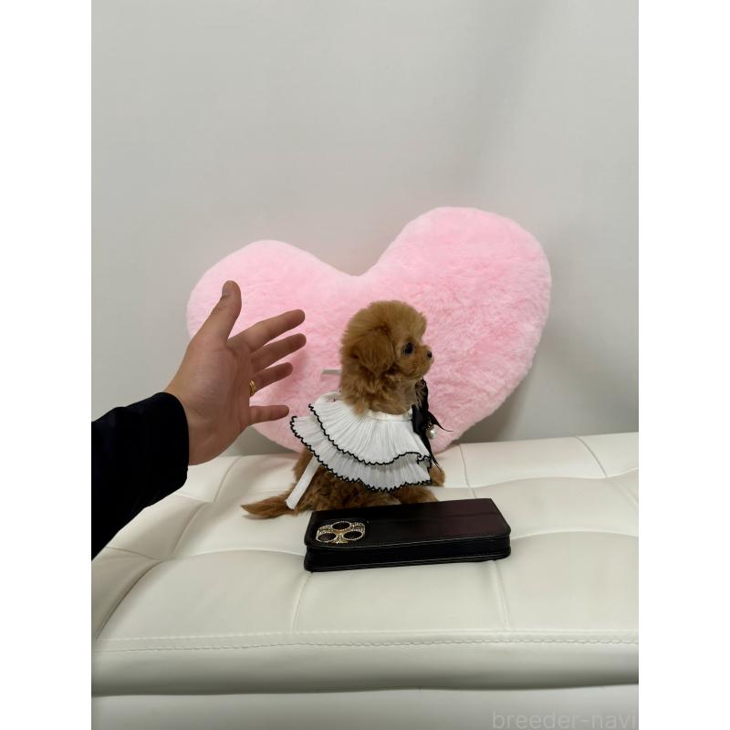 販売中の埼玉県のマルプー:マルチーズ×トイプードル-440441の2枚目