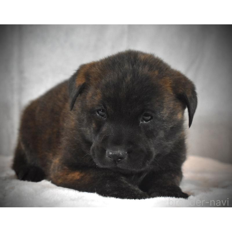 販売中の神奈川県の甲斐犬-440442の4枚目