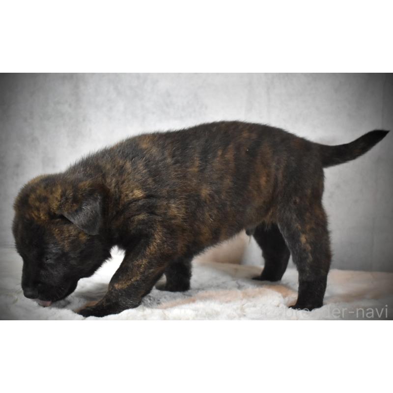 販売中の神奈川県の甲斐犬-440442の3枚目