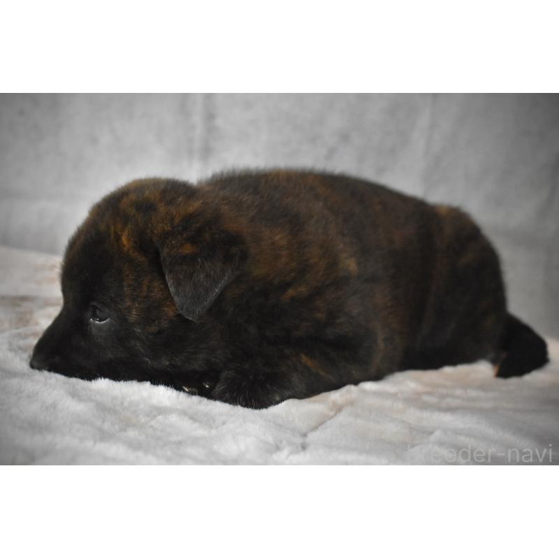 販売中の神奈川県の甲斐犬-440442の2枚目