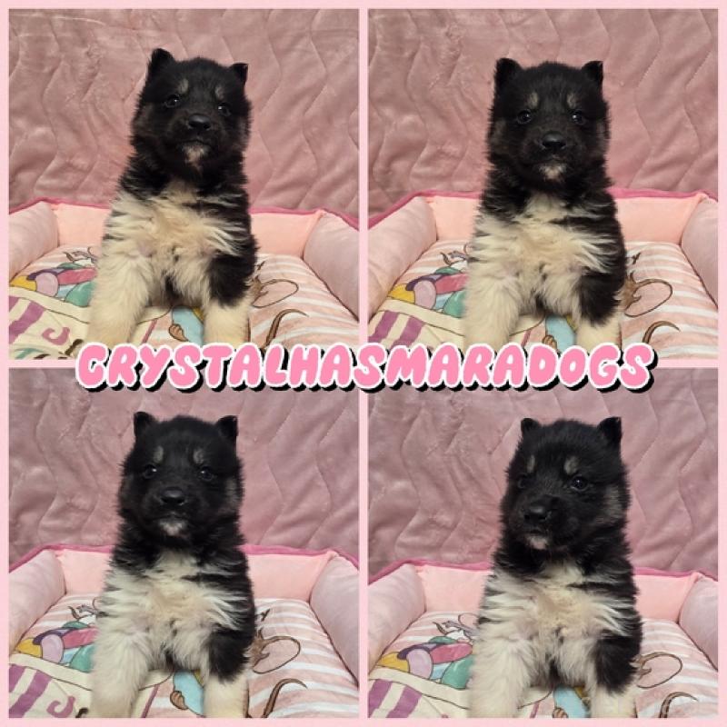 販売中の北海道のシベリアンハスキー-440460の1枚目