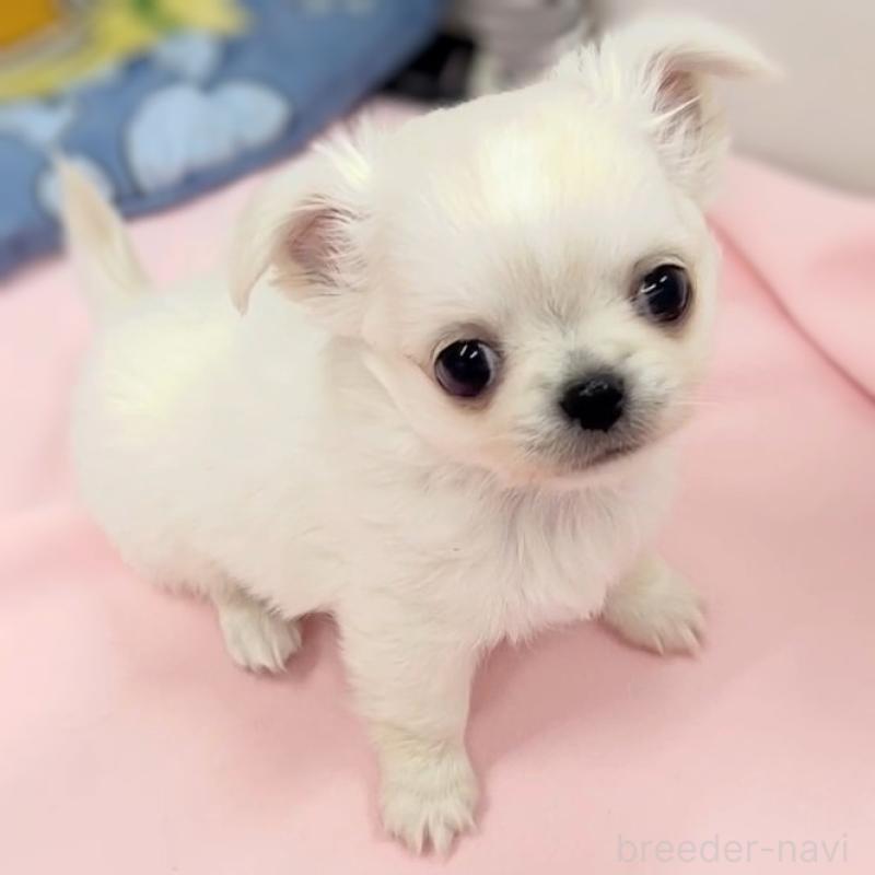 販売中の神奈川県のチワワ(ロングコート)-440461の1枚目