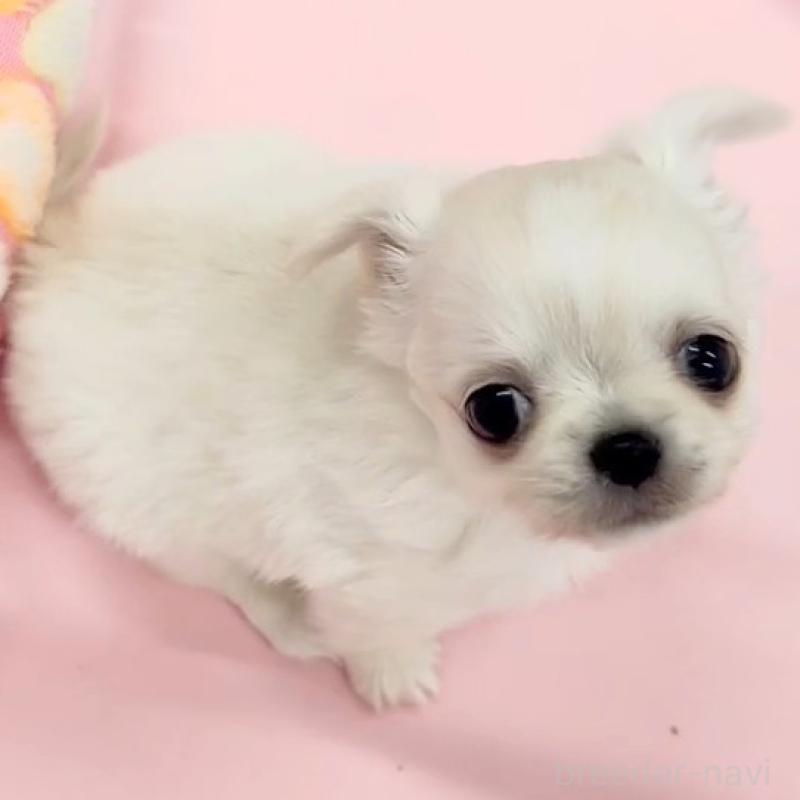 販売中の神奈川県のチワワ(ロングコート)-440461の3枚目