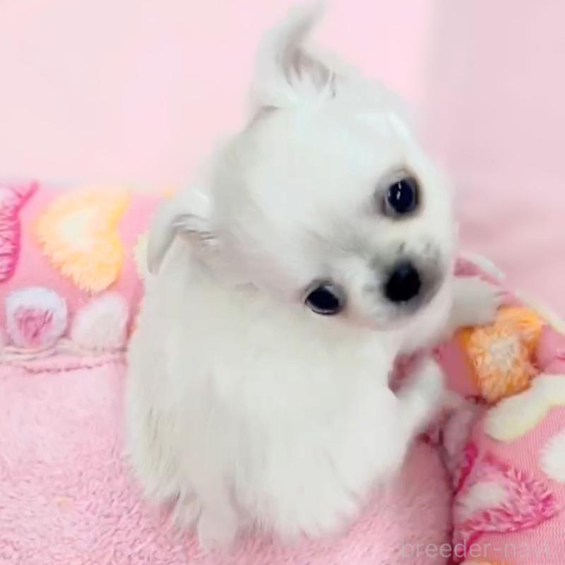 販売中の神奈川県のチワワ(ロングコート)-440461の2枚目