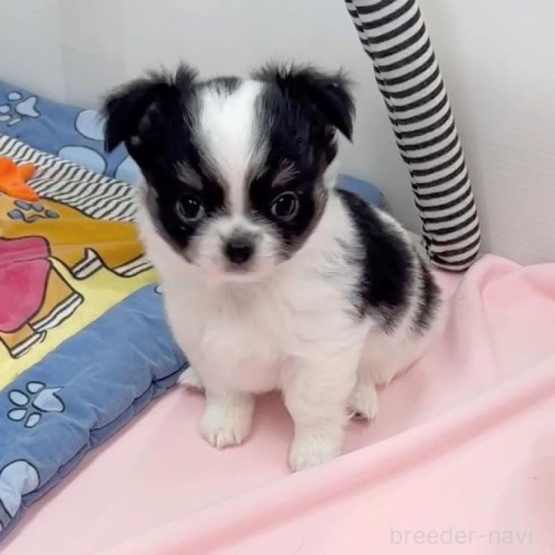 販売中の神奈川県のチワワ(ロングコート)-440462