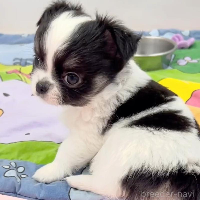 販売中の神奈川県のチワワ(ロングコート)-440462の3枚目