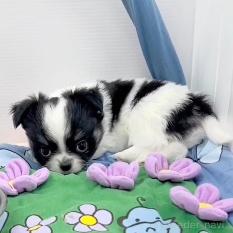 販売中の神奈川県のチワワ(ロングコート)-440462の2枚目