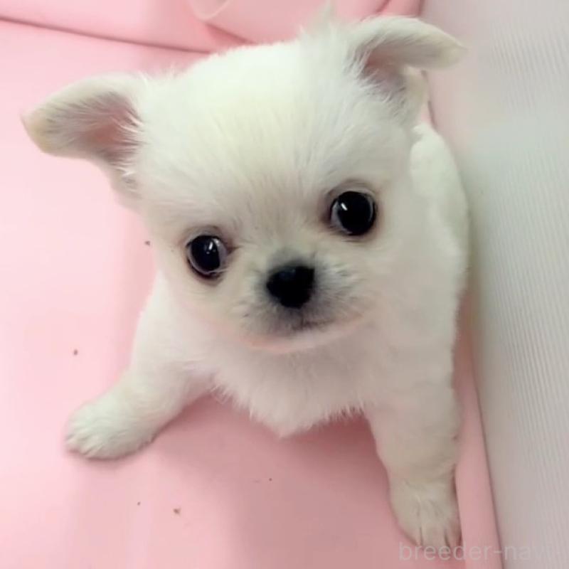 販売中の神奈川県のチワワ(ロングコート)-440464