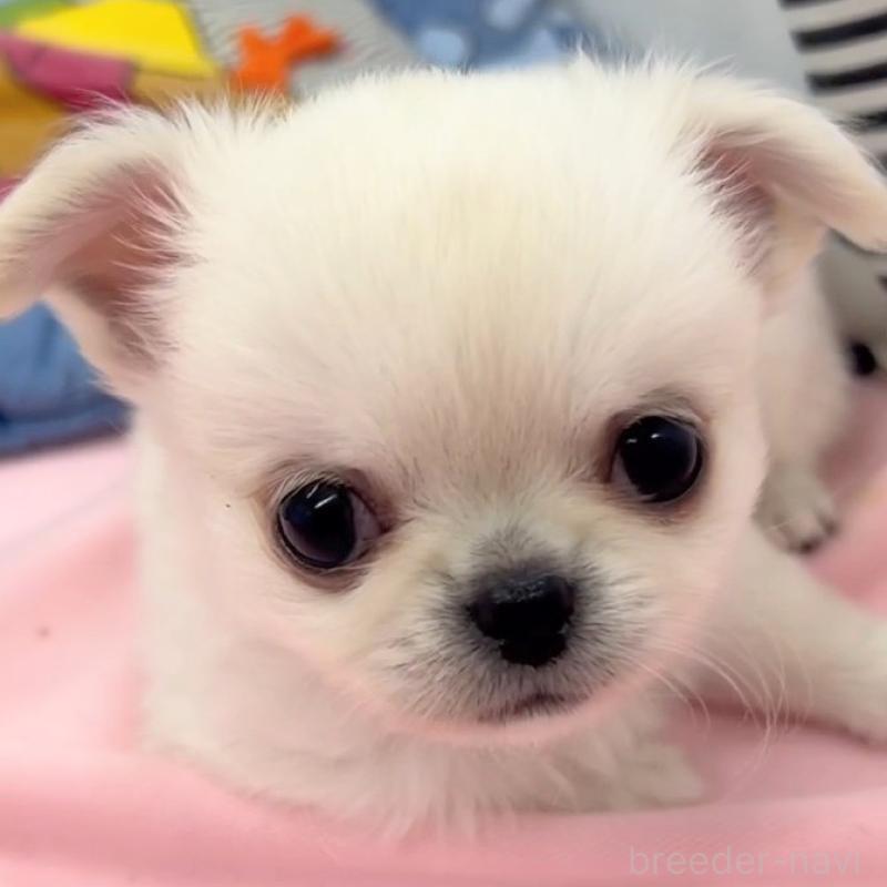 販売中の神奈川県のチワワ(ロングコート)-440464の3枚目