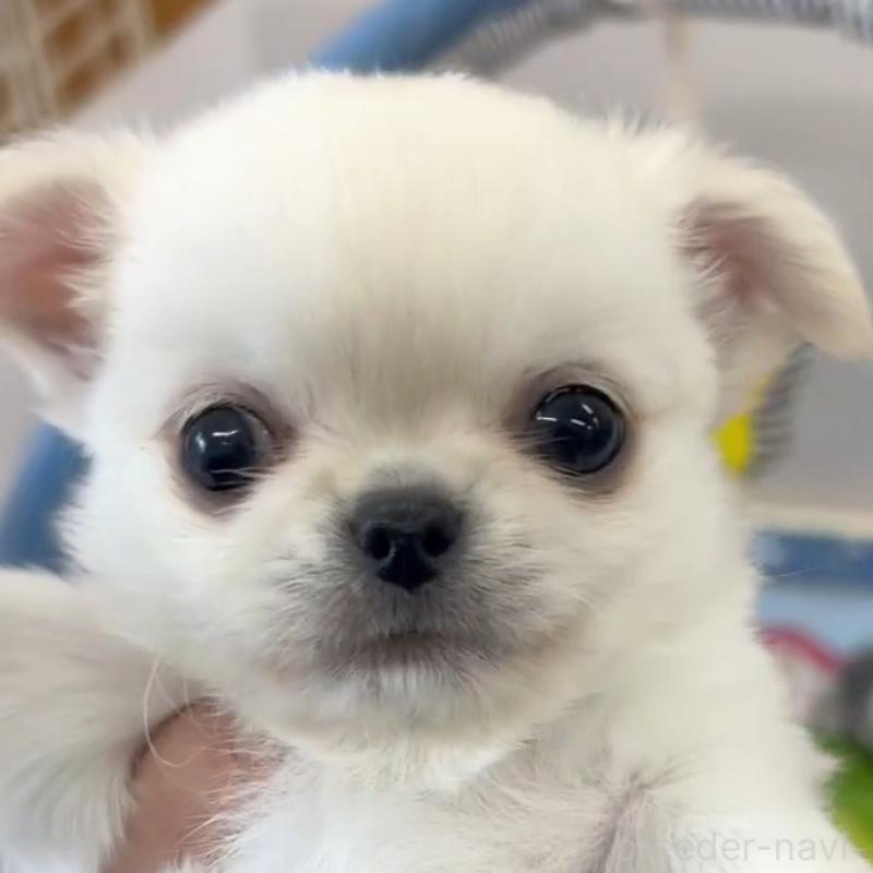 販売中の神奈川県のチワワ(ロングコート)-440464の2枚目