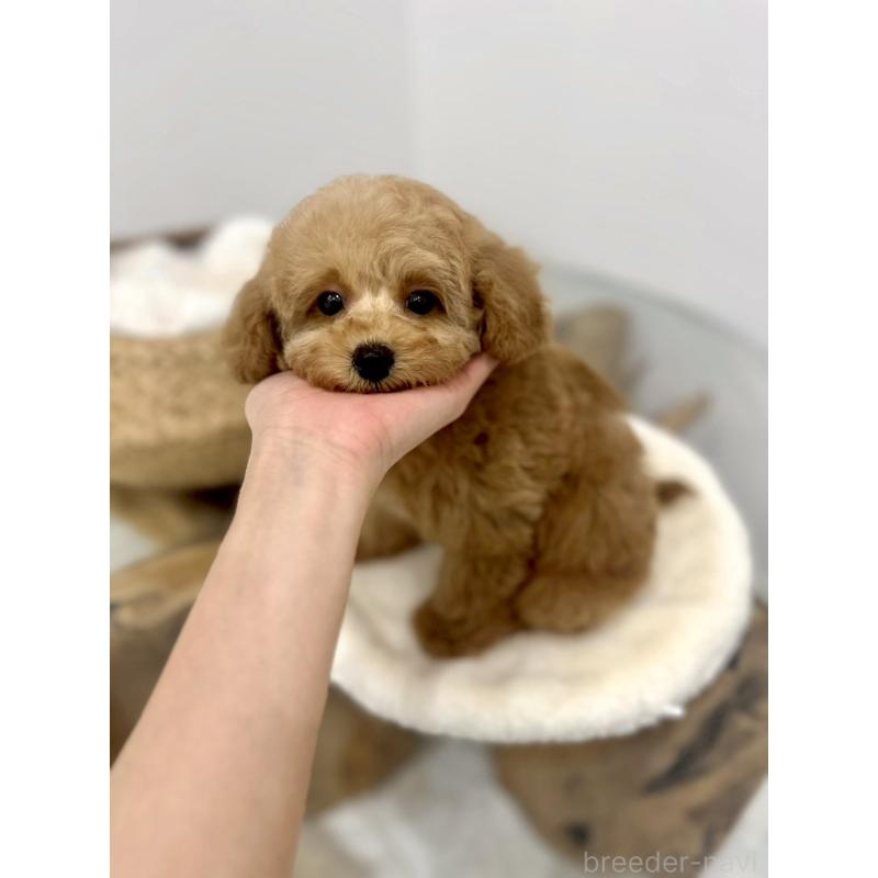 販売中の香川県のタイニープードル-440463の6枚目