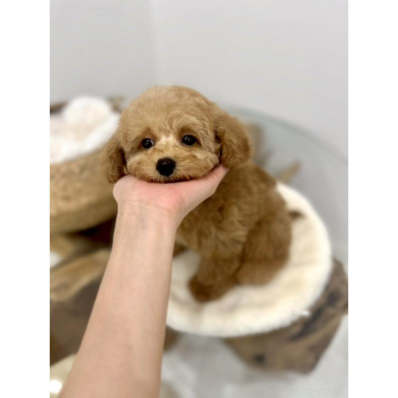 販売中の香川県のタイニープードル-440463の4枚目