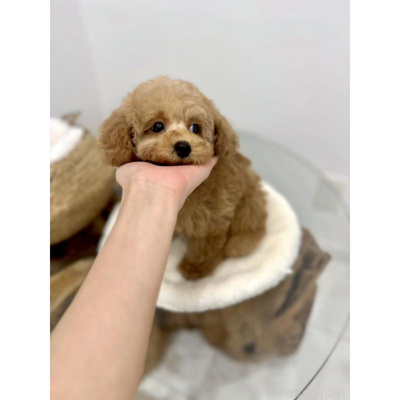 販売中の香川県のタイニープードル-440463の5枚目