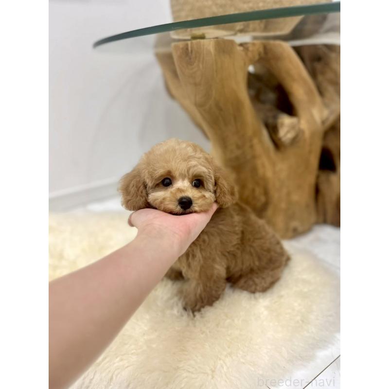 販売中の香川県のタイニープードル-440463の3枚目