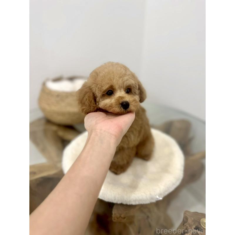 販売中の香川県のタイニープードル-440463の2枚目