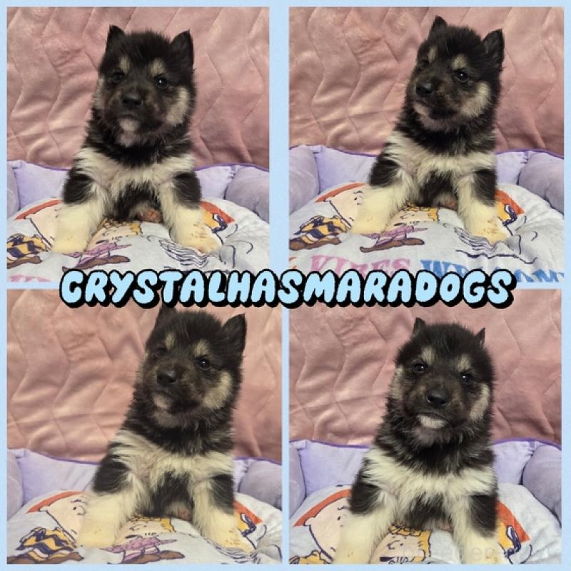 販売中の北海道のシベリアンハスキー-440465の1枚目