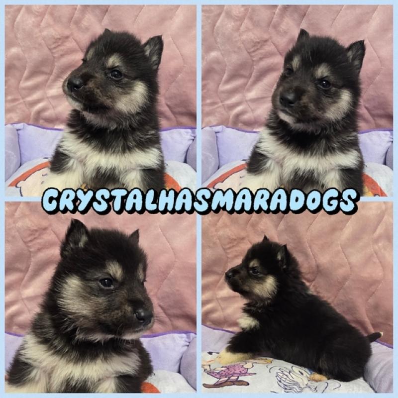 販売中の北海道のシベリアンハスキー-440465の2枚目