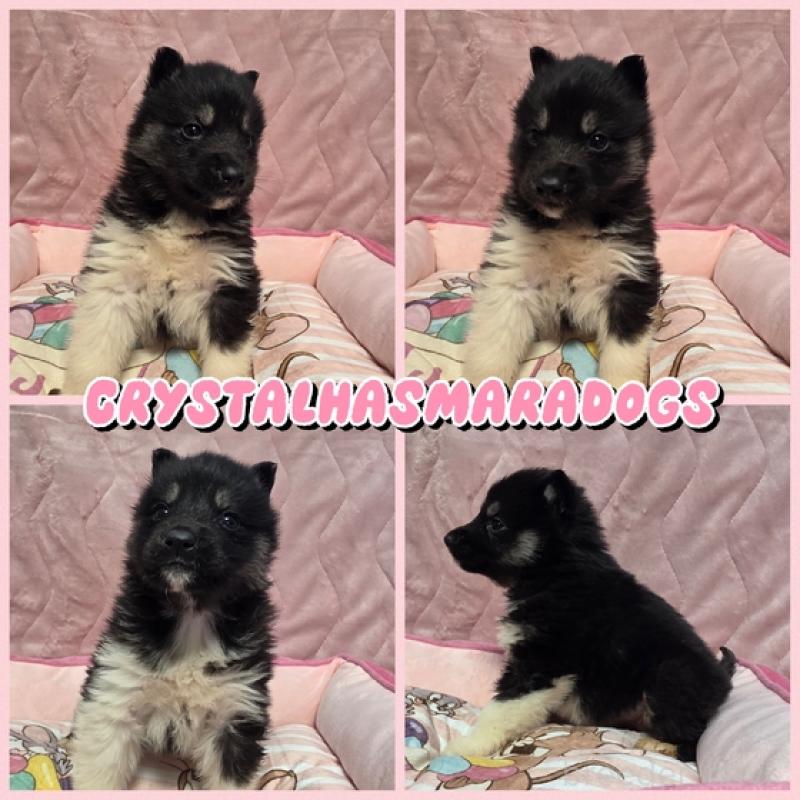 販売中の北海道のシベリアンハスキー-440460の2枚目