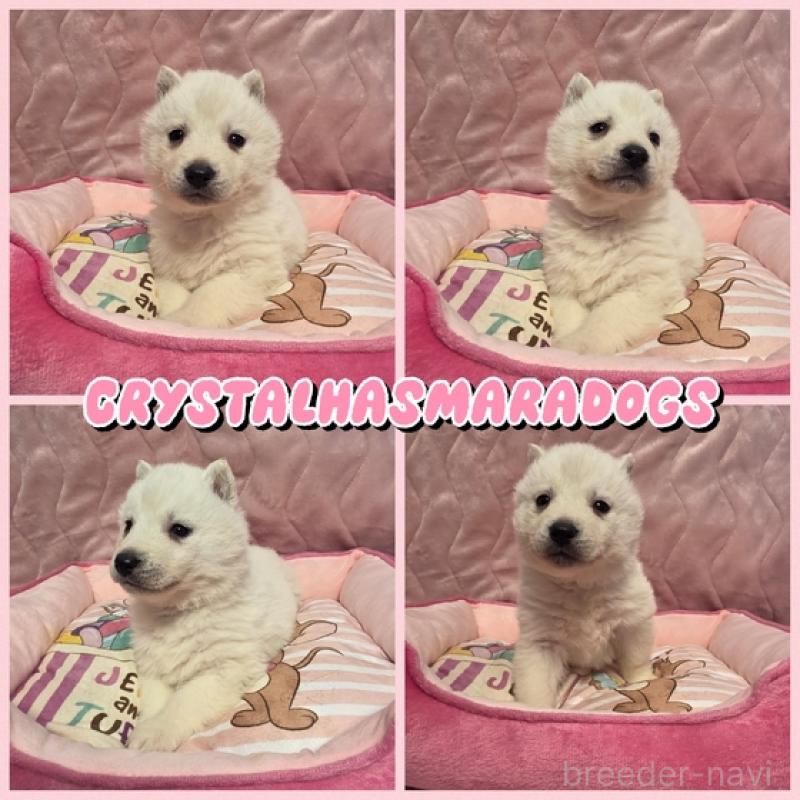 販売中の北海道のシベリアンハスキー-440466の2枚目