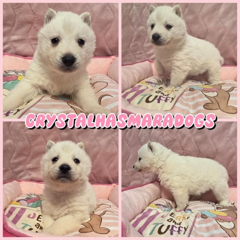 販売中の北海道のシベリアンハスキー-440466