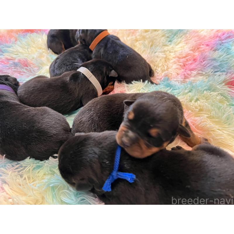 販売中の愛知県のロットワイラー-440467