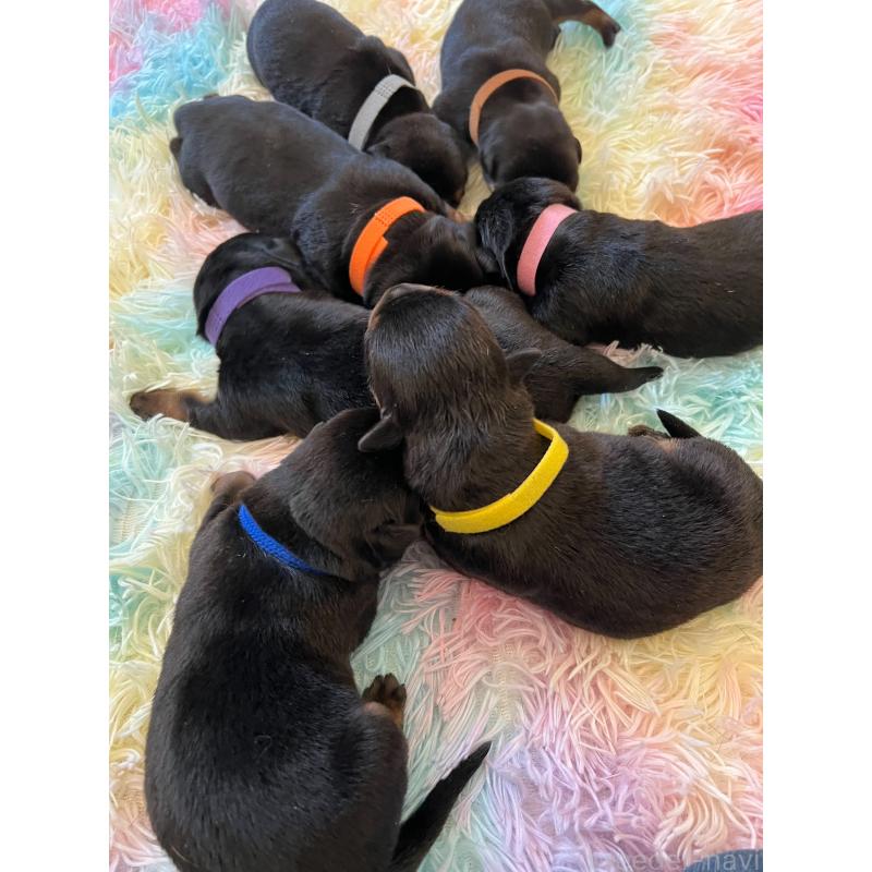 販売中の愛知県のロットワイラー-440468