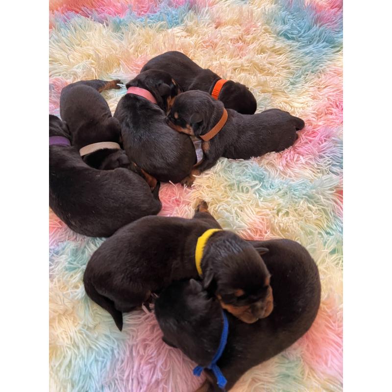 販売中の愛知県のロットワイラー-440469