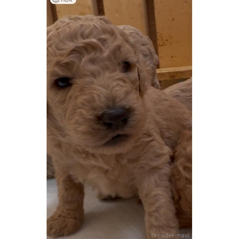 販売中の愛知県のスタンダードプードル-437218