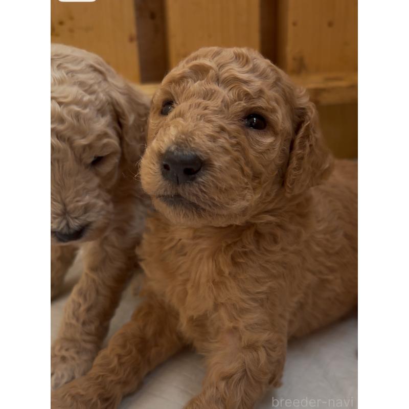 成約済の愛知県のスタンダードプードル-437219の1枚目