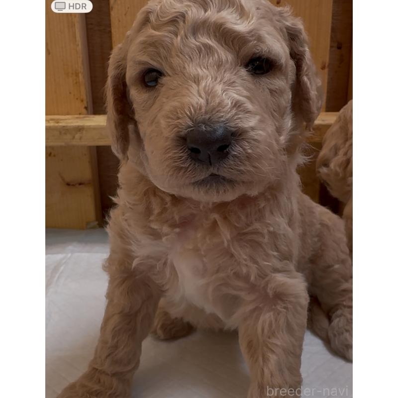 販売中の愛知県のスタンダードプードル-437220