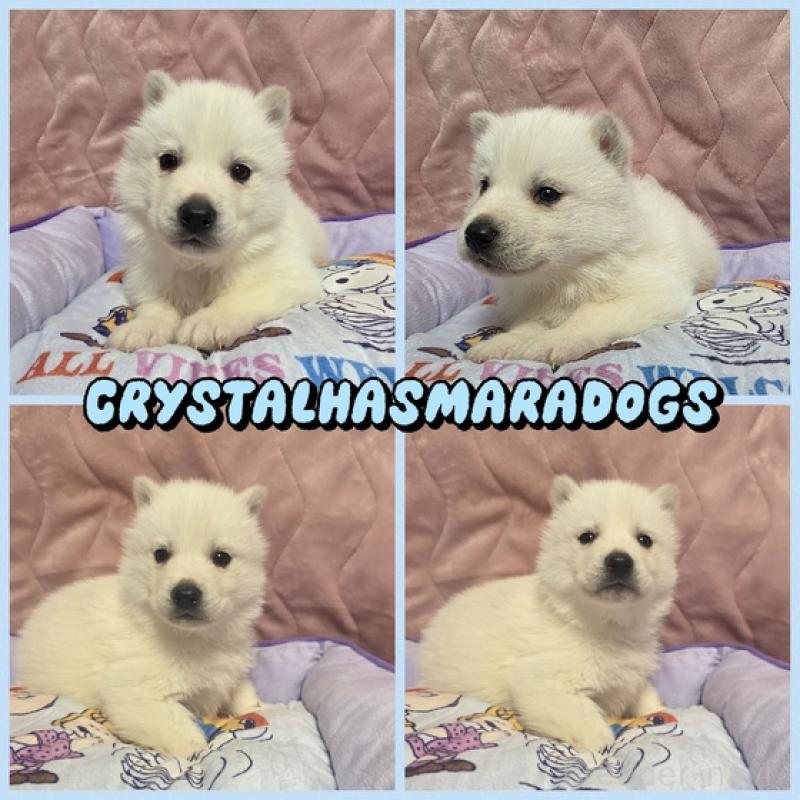 販売中の北海道のシベリアンハスキー-440471