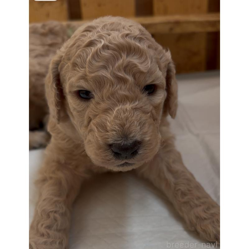 販売中の愛知県のスタンダードプードル-437223