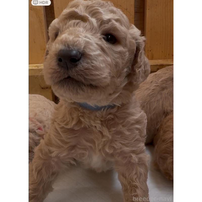 販売中の愛知県のスタンダードプードル-437225