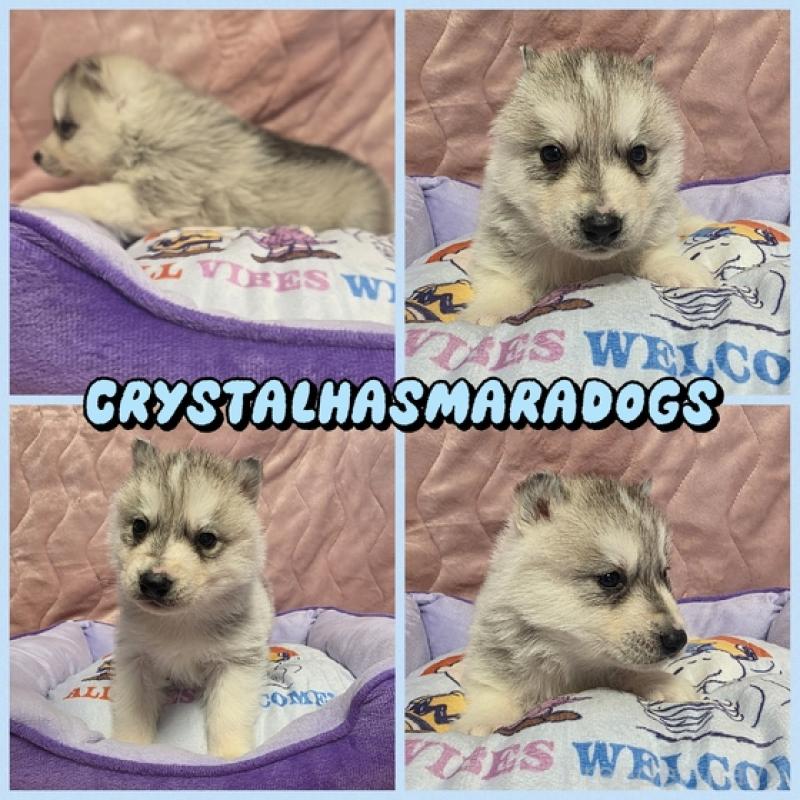 販売中の北海道のシベリアンハスキー-440472の2枚目