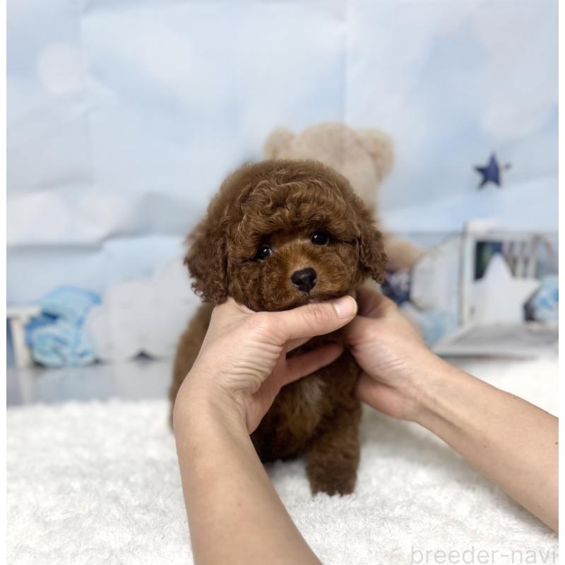 販売中の大阪府のトイプードル-440474の3枚目