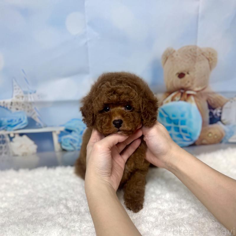 販売中の大阪府のトイプードル-440474の2枚目