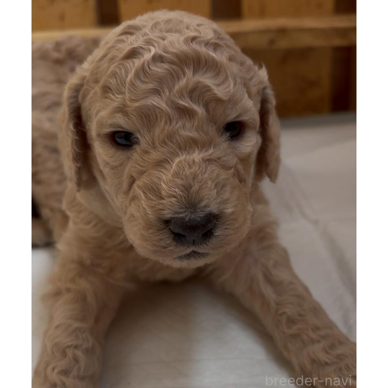 販売中の愛知県のスタンダードプードル-437230