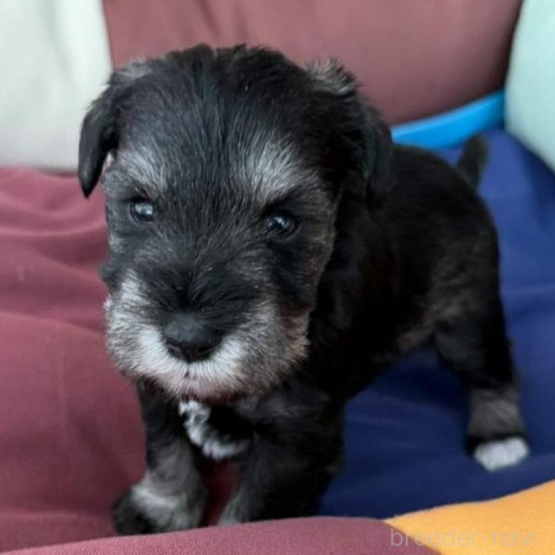 販売中の静岡県のミニチュアシュナウザー-440476の6枚目