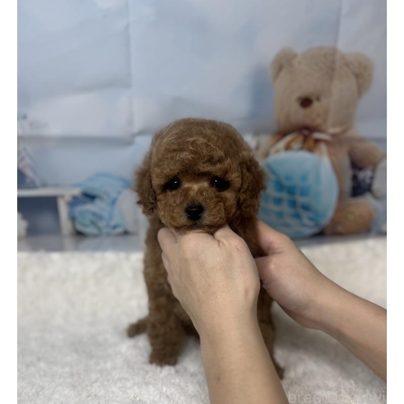 販売中の大阪府のタイニープードル-440475の3枚目