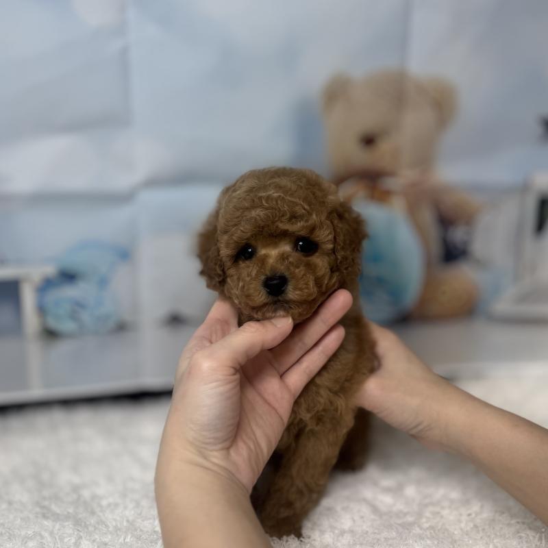 販売中の大阪府のタイニープードル-440475の2枚目